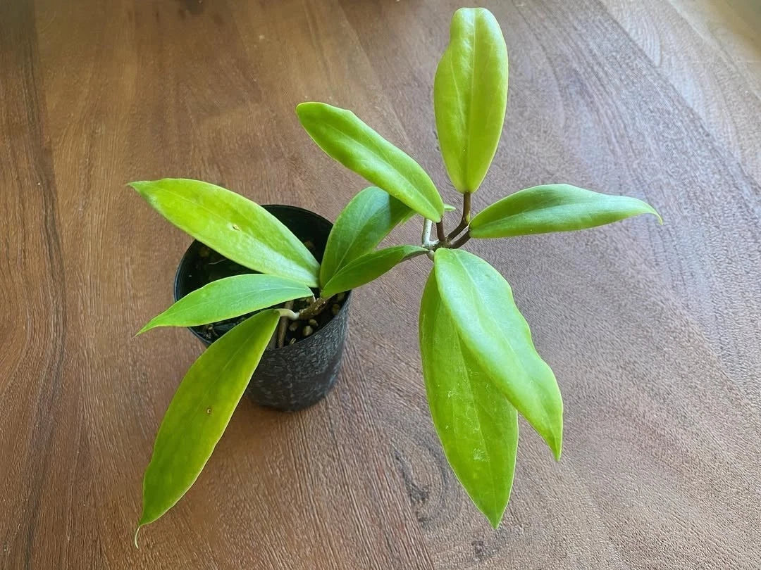 Hoya Ilagiorum Seeds (Hoya ilagiorum / Rare Philippine Tropical Wax Plant Seeds) – Premium Exotic Botanical Specimen Plant Seeds for Planting