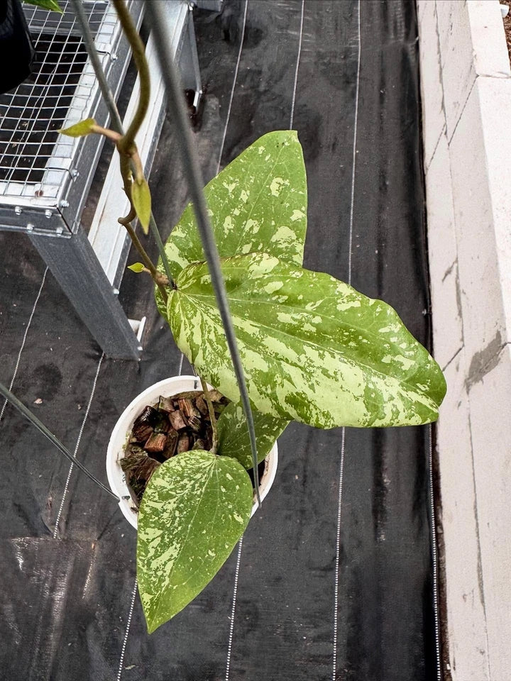 Hoya Glabra SF004 | Rare Hoya Wax Plant | Tropical Indoor Outdoor Houseplant