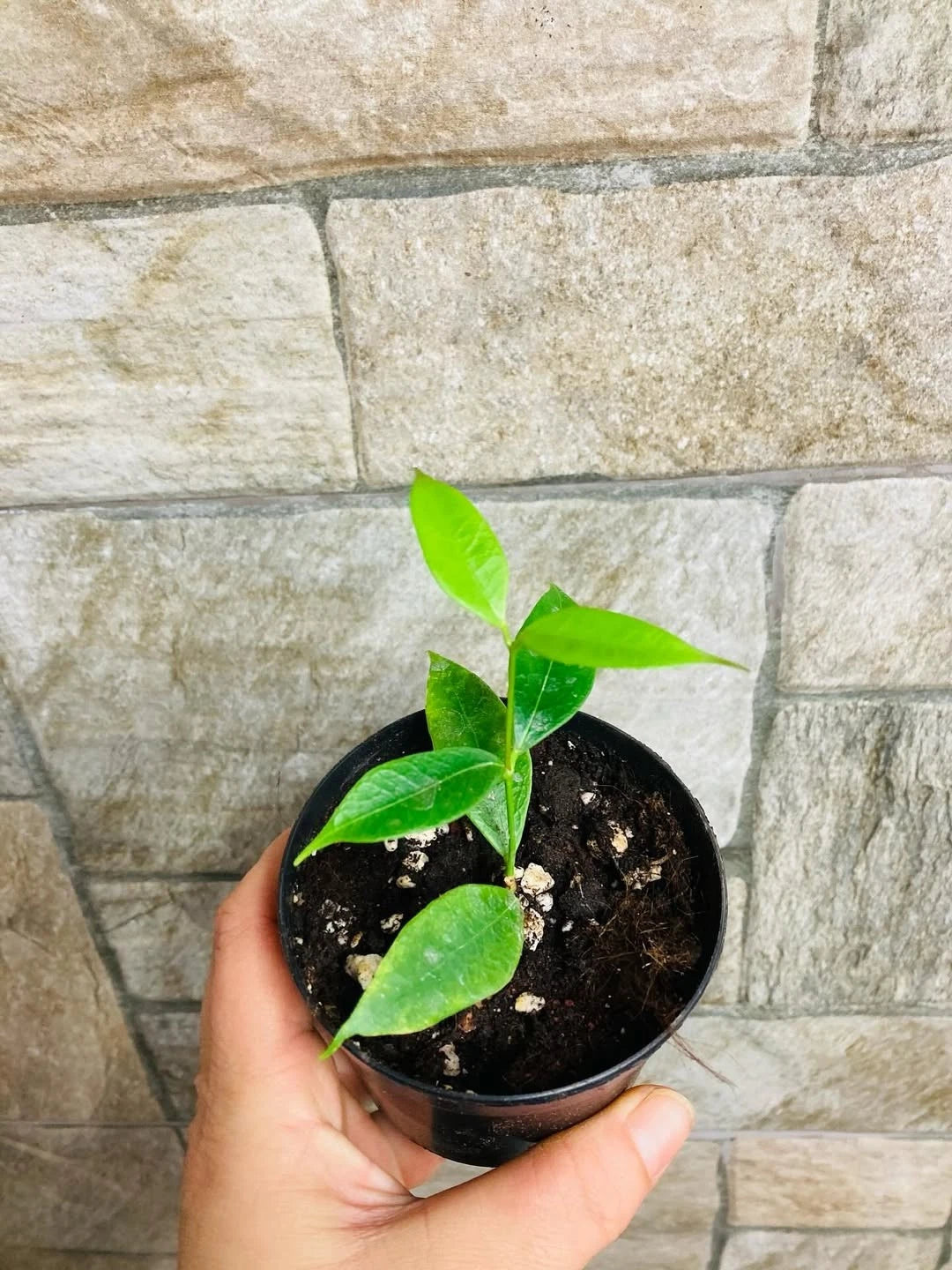 Rare Hoya Odorata Live Plant - Premium Tropical Fragrant Wax Plant