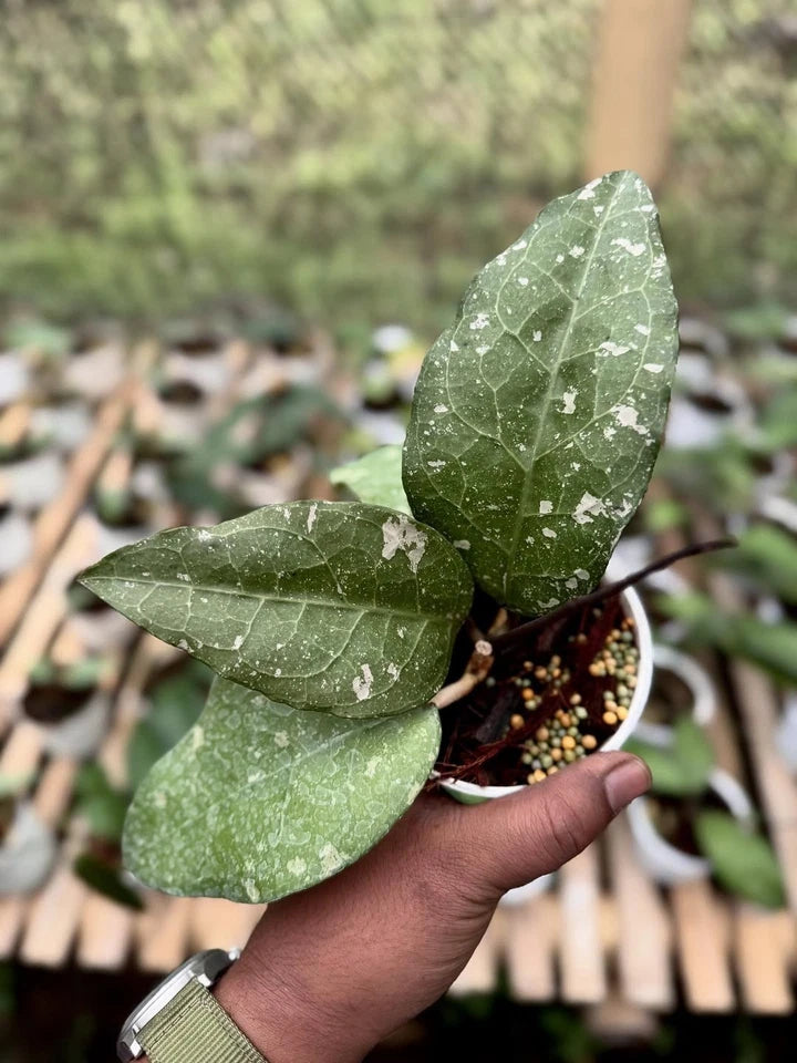 Hoya sp Aceh Bird of Paradise Rare Wax Plant | Tropical Indoor Outdoor Hoya | Exotic Collector Houseplant