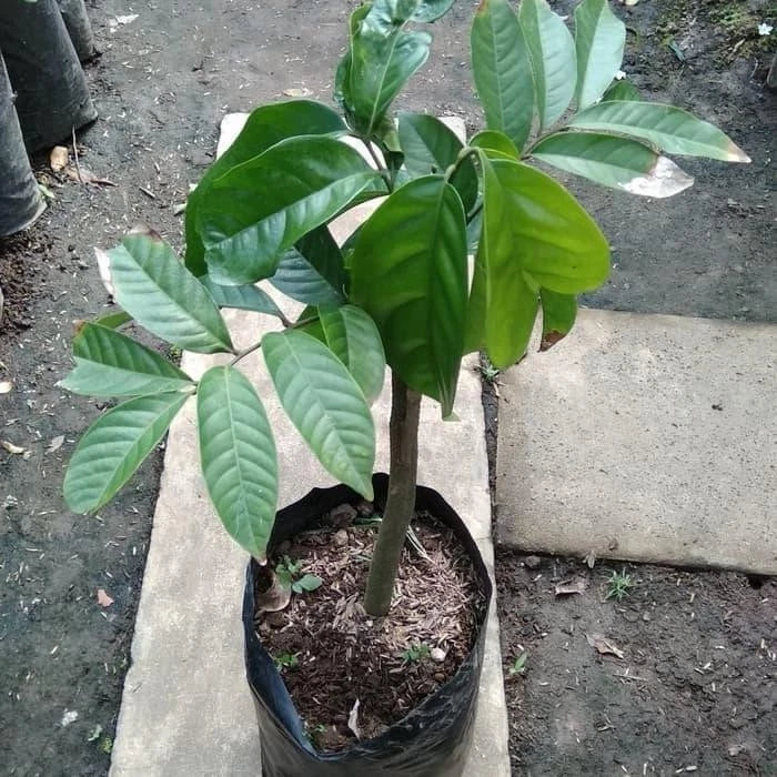 Grafted Duku Dukong Seedling – Premium Tropical Fruit Tree
