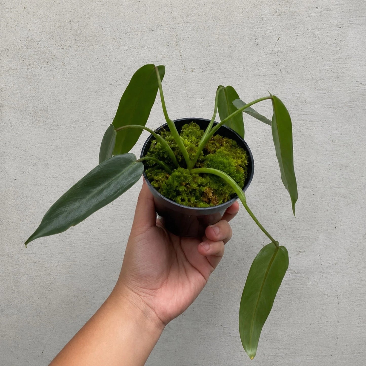 Philodendron Spiritus Sancti - The Holy Grail of Aroids