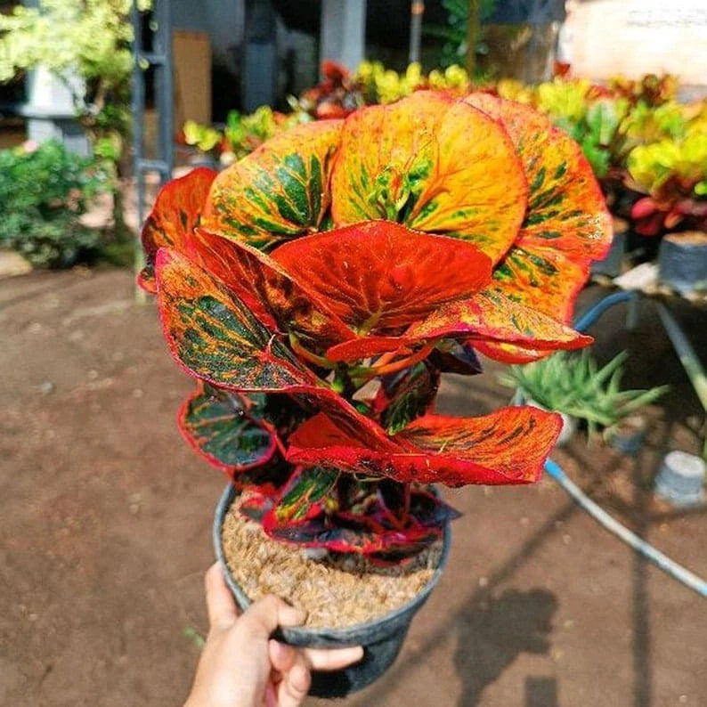 Rare Croton ‘Apple Tiwuk Orange’ | Codiaeum Variegatum | Exotic Tropical Plant | Bright Orange Foliage