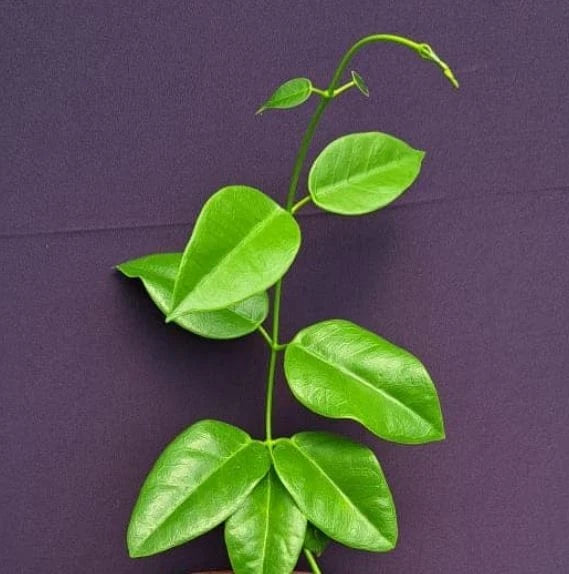 Hoya Lauterbachii sp Papua Rare Wax Plant | Tropical Indoor Outdoor Hoya | Exotic Collector Houseplant
