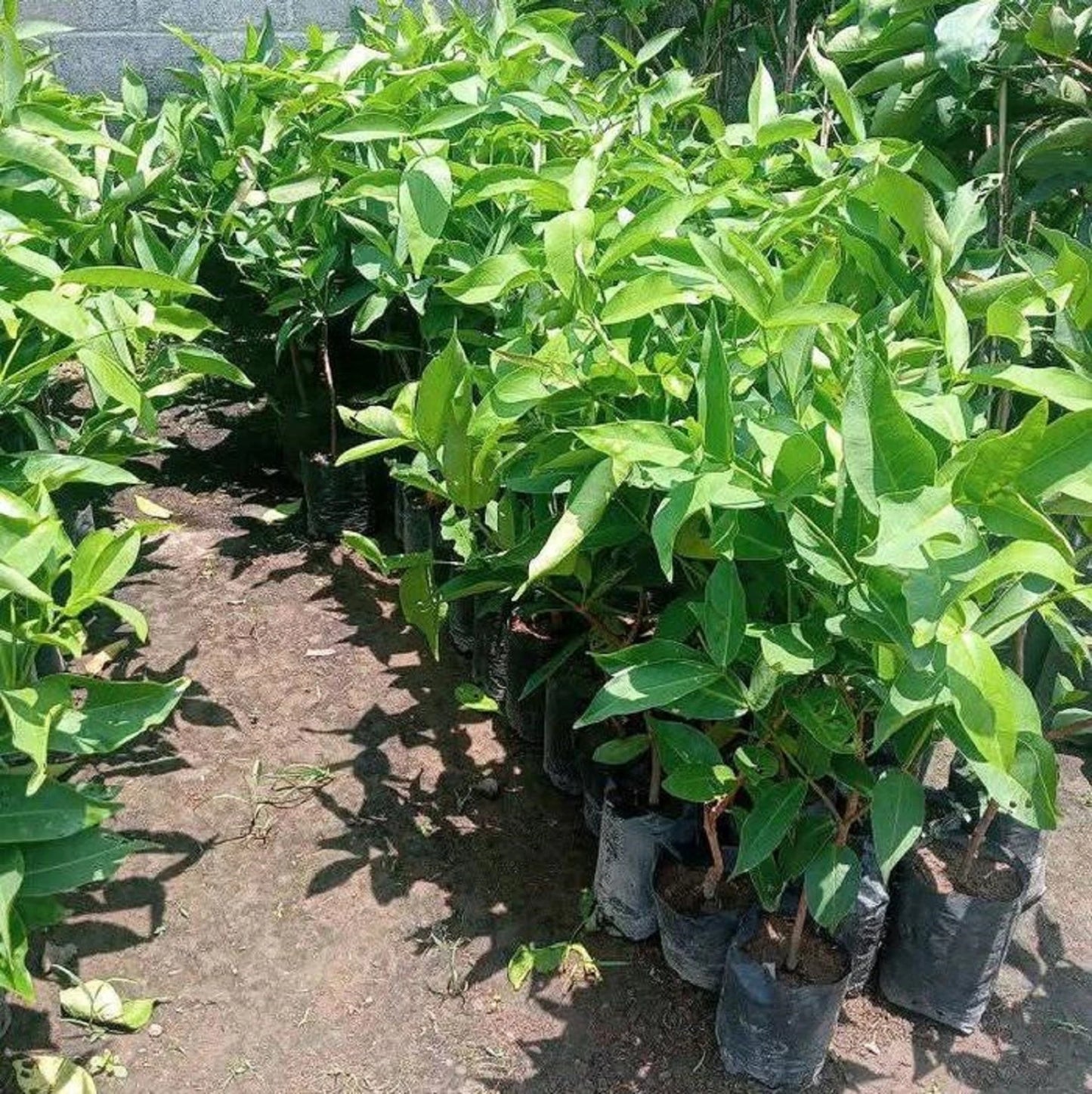 Grafted Green Giant Water Apple Tree - Fast-Fruiting Tropical Fruit Plant