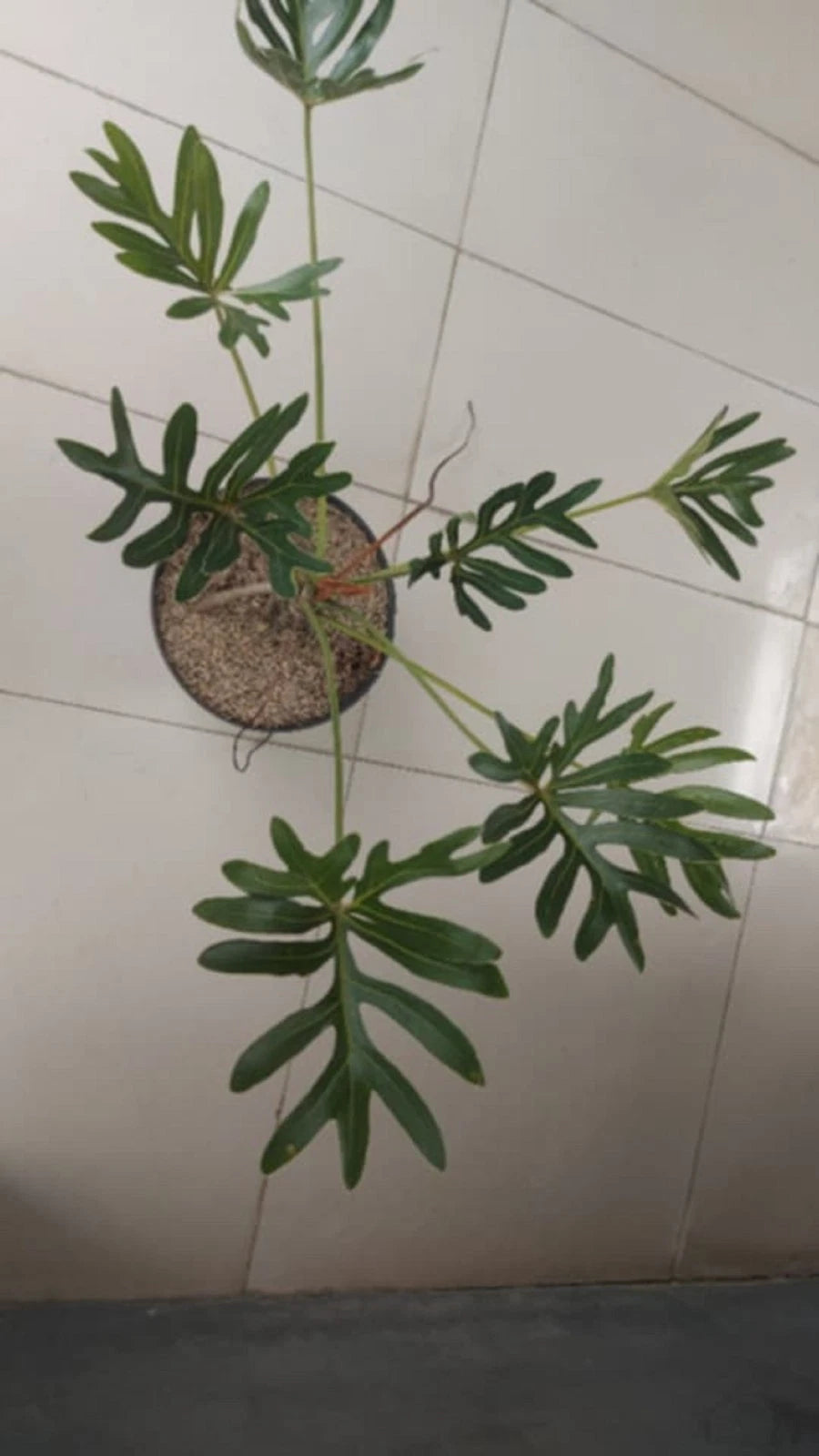 Thaumatophyllum Adamantinum (Real Pict) - Exotic & Sturdy Tropical Aroid