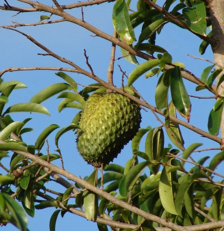 Bulk Tainung Soursop Seeds (Annona muricata 'Tainung') – 100+ Premium Fresh Rare Sweet Guanabana Seeds for Planting