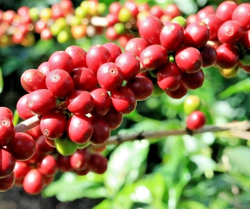 Kent Coffee Seeds 2,000+ (Coffea arabica var. Kent) – Bulk Heirloom High-Altitude Specialty Coffee Beans for Planting