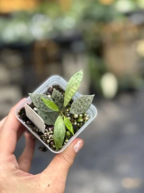 Stunning Hoya Lacunosa 'Leopard Skin' – Rare Tropical Wax Plant with Textured Foliage