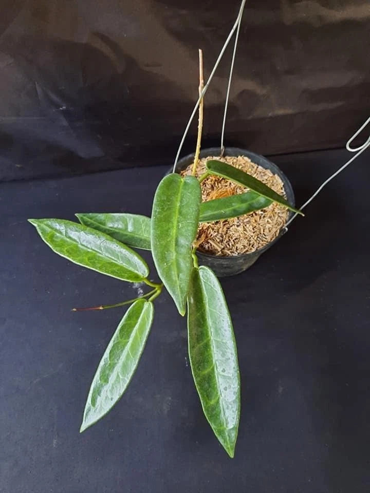 Hoya Stenophylla Dark SP Papua Rare Tropical Plant (Dark-Leaved Epiphytic Wax Vine Specimen) – Premium Botanical Houseplant Seeds & Cuttings for Growing