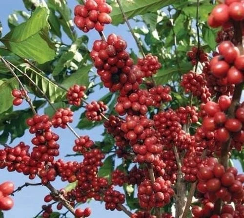 Fresh Pluma Hidalgo Coffee Seeds (Coffea arabica var. Pluma Hidalgo) – Certified Heirloom Mexican Arabica Coffee Bean Seeds for Planting (120 Pcs)