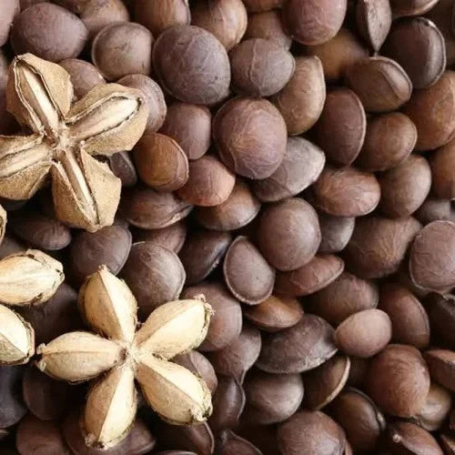 Sacha Inchi Mountain Peanut (Plukenetia volubilis) – 50+ Premium Superfood Seeds