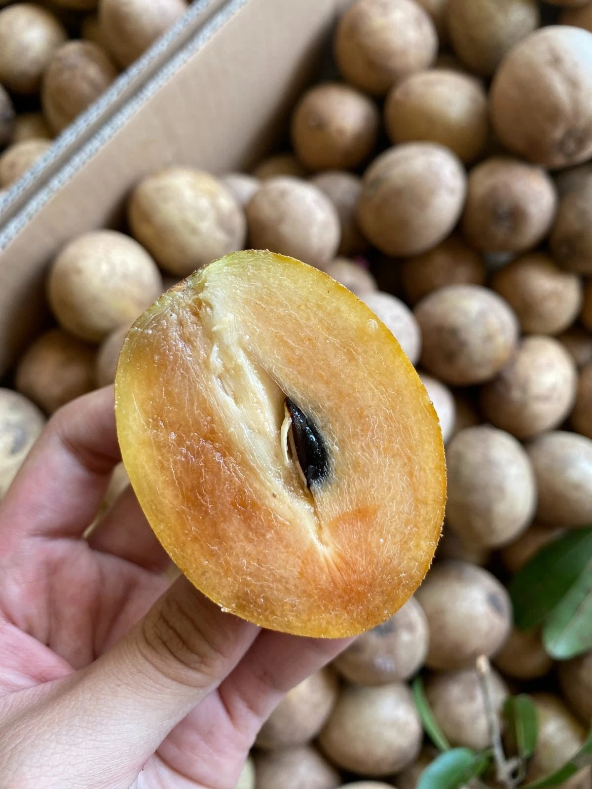 Lamut Sapodilla Seeds (100+ Bulk Seeds, Manilkara zapota) – Premium Thai Long-Fruit Sweet Sapodilla Fruit Tree Seeds for Planting