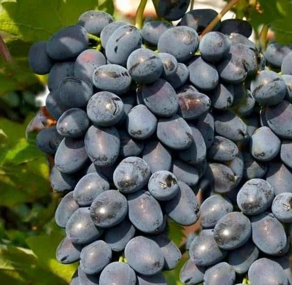 GosV Grape Seeds (Vitis vinifera / 100+ Premium Specialty Table Grape Seeds) – Premium Exotic Botanical Specimen Plant Seeds for Planting