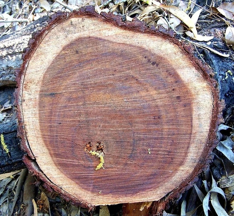 100++ Exotic Acacia Tree Seeds (Acacia crassicarpa / Northern Wattle / Thick-Podded Acacia) – Premium Fast-Growing Timber & Forestry Tree Seeds for Planting