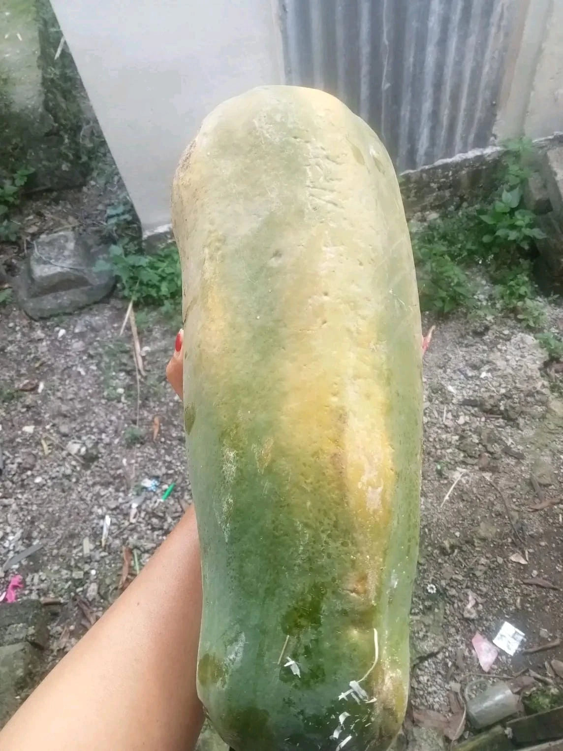 Bangkok Papaya Seeds (Carica papaya L.) – 150++ Premium Fresh Big-Size Giant Thai Papaya Seeds