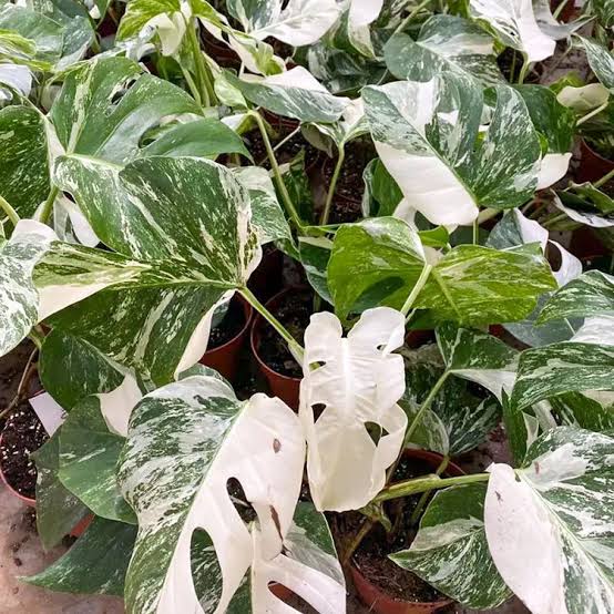 Rare Monstera Half Moon Albo Variegated - 1 Leaf Premium Tropical House Plant Cuttings