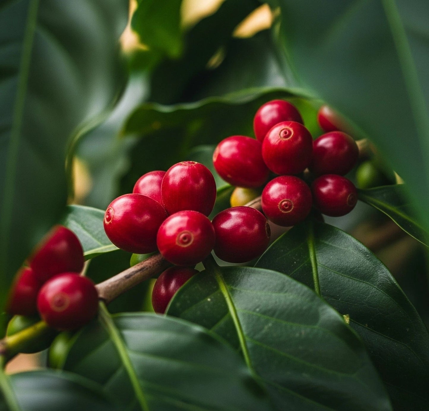 TRS Coffee Seeds (120+ Bulk Seeds, Coffea canephora var. TRS) – Tropical Robusta Selection High-Yield Gourmet Coffee Bean Plant Seeds for Planting
