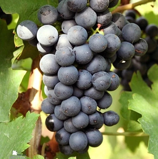 Lamberger Grape Seeds 100 pcs (Vitis vinifera) – Premium Certified Sweet Table & Wine Grape Vine Plant Seeds for Planting