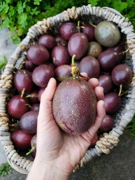 2,000+ Purple Passion Fruit Seeds (Passiflora edulis) | Tropical Vine | Edible Exotic Fruit | Fast Growing