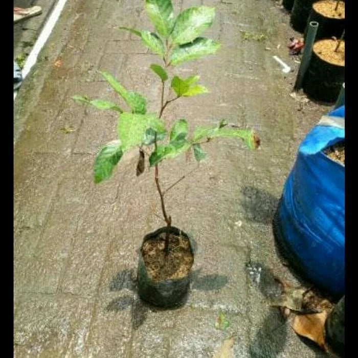 Grafted Rambutan Garuda Seedling – "Giant" Tropical Fruit Tree
