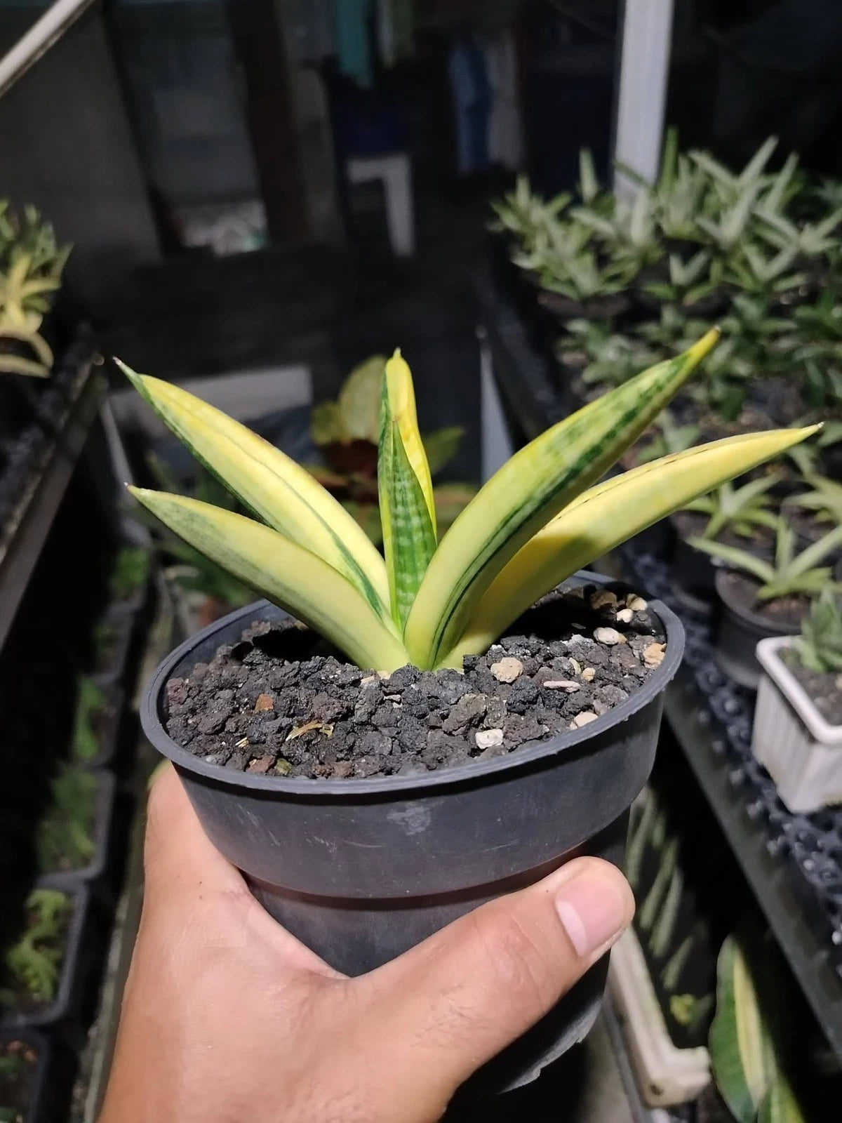 Sansevieria 'Marsha Anjani' Variegated - Rare Collector's Succulent
