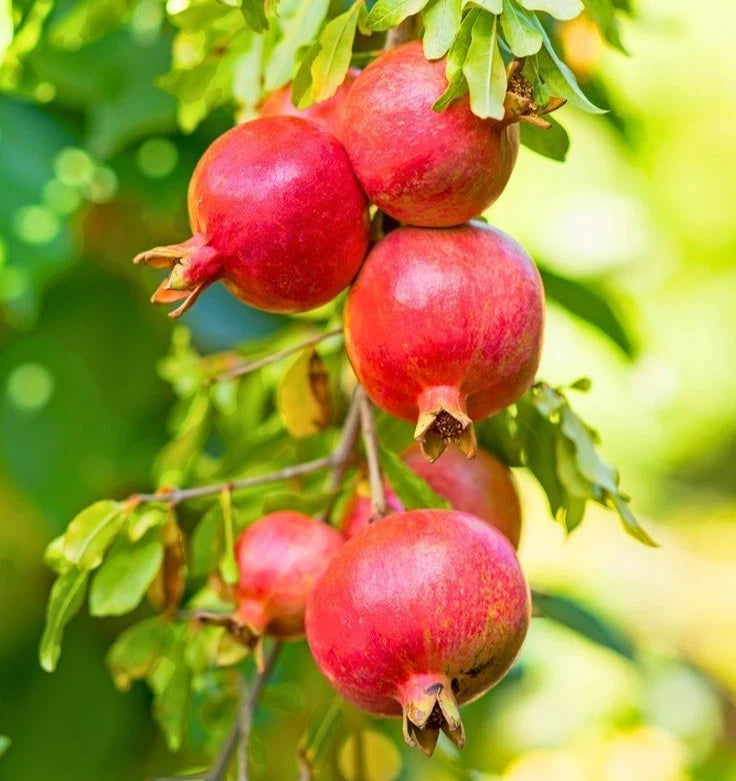 Rumi Pomegranate Seeds (Punica granatum 'Rumi') – 100+ Premium Fresh Rare Ancient Heirloom Crimson Pomegranate Seeds