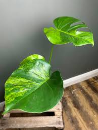 Monstera Sport Variegated Green on Green 1 Leaf | Rare GoG Monstera | Tropical Indoor Outdoor Plant