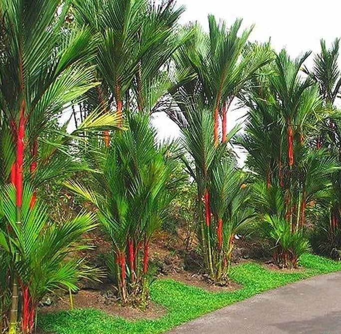 50+ Red Palm Tree Seeds | Cyrtostachys Renda | Decorative Lipstick Palm | Tropical Palm