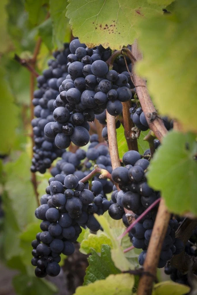 Pinot Noir Grape Seeds (Vitis vinifera) – Premium Certified High-Yield Classic Wine and Table Grape Vine Plant Seeds for Planting (100 Pcs)