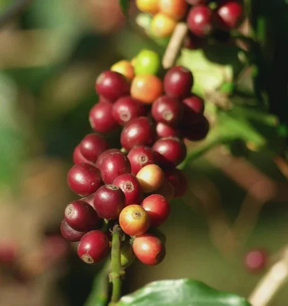 Geisha Panama Coffee (Coffea arabica) – 120+ Premium Estate Seeds