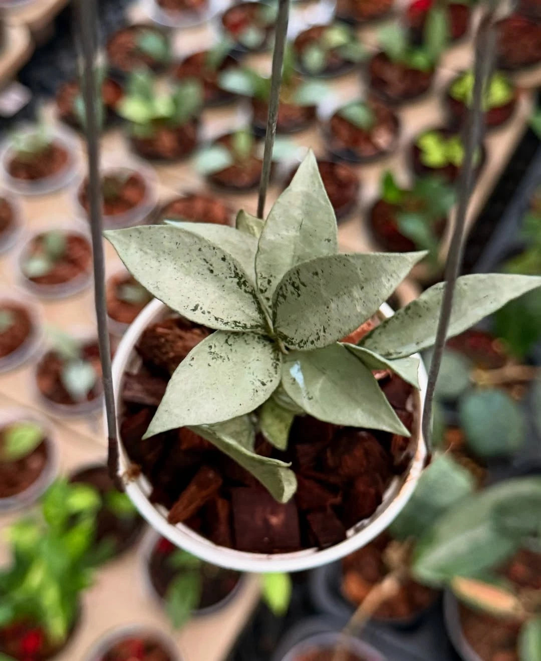 Hoya Lacunosa Silver Curly Rare Wax Plant | Tropical Indoor Outdoor Hoya | Collector Houseplant