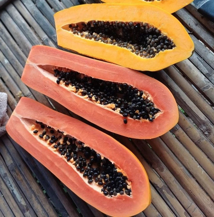 Red Delima Papaya Seeds (Carica papaya 'Delima') – Premium Fresh Rare Sweet Ruby-Fleshed Red Delima Papaya Seeds for Planting