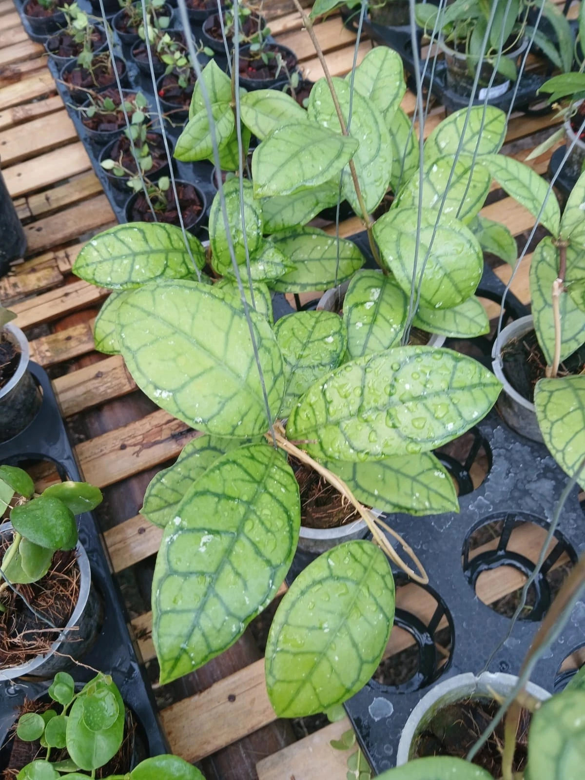 Rare Hoya Callistophylla Vena Plant – Exotic Tropical Indoor/Outdoor Wax Plant Specimen with Intricate Mosaic Dark Green Venation
