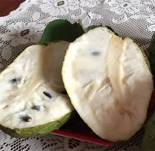 Premium Soursop Seeds var. Brazilian Sweet (Annona muricata 'Brazilian Sweet') – High-Yield Sweet Guanabana Fruit Seeds for Planting (100 Pcs)