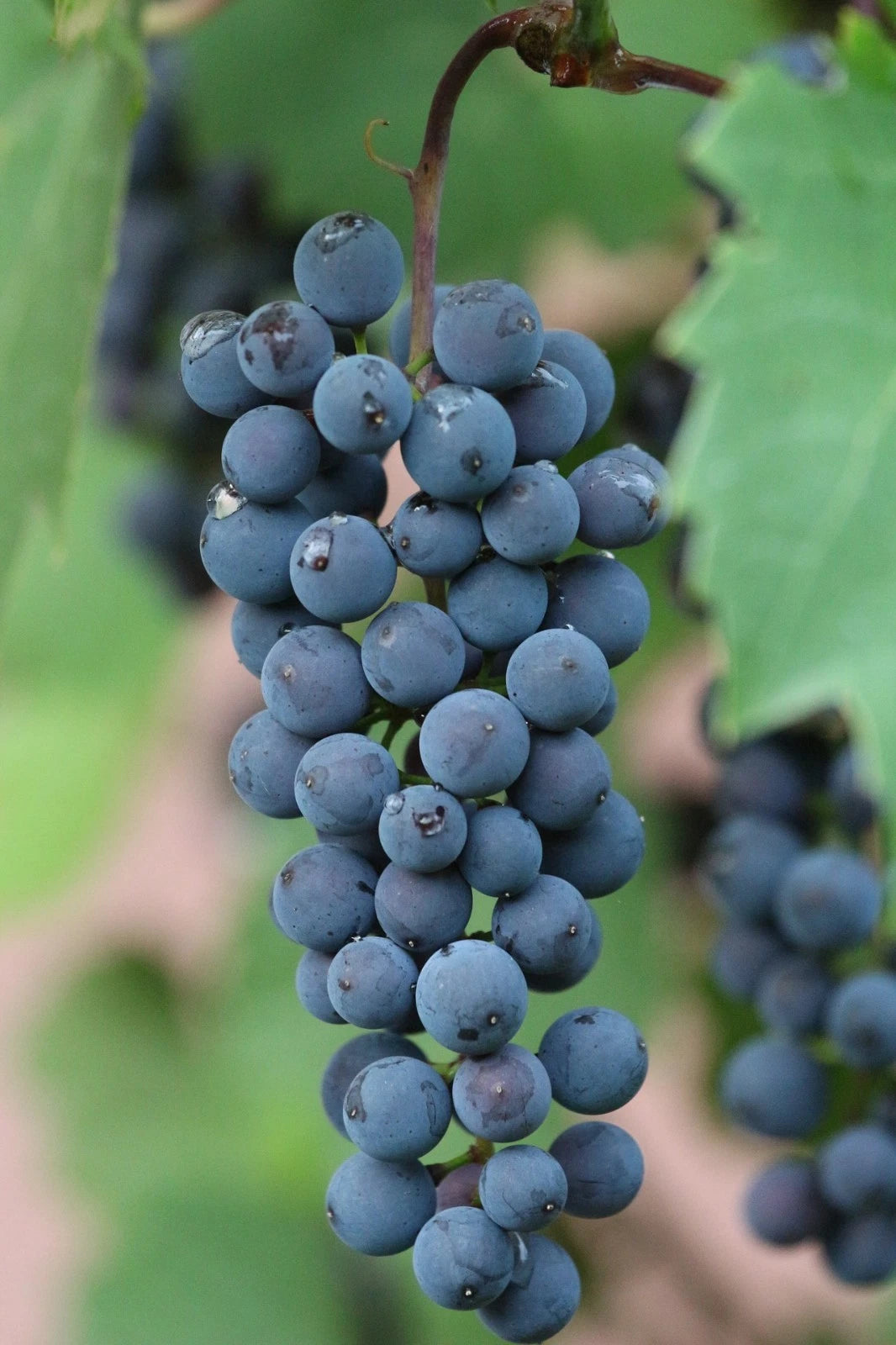 Montreal Blue Grape Seeds 100+ pcs (Vitis vinifera 'Montreal Blue') – Premium Certified Hardy Blue Table and Wine Grape Vine Plant Seeds for Planting