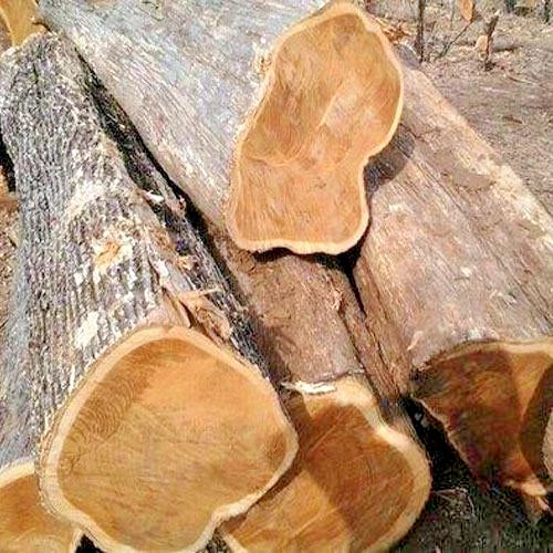 100+ Golden Teak Tree Seeds | Tectona grandis | Premium Quality Fast Growing Timber Seeds