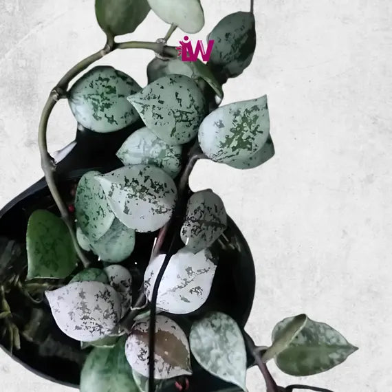 Hoya Lacunosa ‘Black Aurora’ Rare Wax Plant | Tropical Indoor Houseplant | Dark Leaf Hoya | Rooted Live Plant