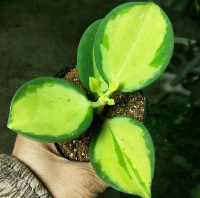 Rare Hoya Subquintuplinervis Variegated (Hoya subquintuplinervis var. Variegated) – Stunning Tropical Wax Plant Cutting / Rooted Node
