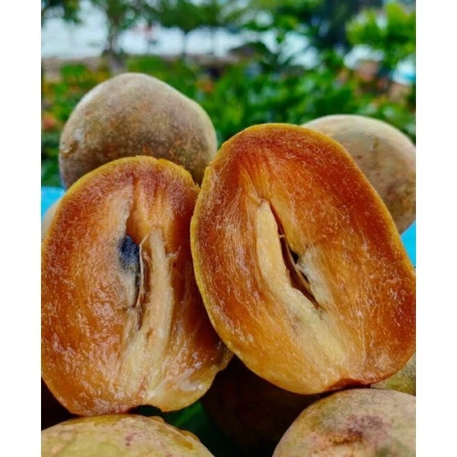 35+ Sapodilla Honey Seeds (Manilkara zapota / Sweet Honey Chico Fruit Tree / Premium Brown Sugar Sapote) – Premium Tropical Fruit Tree & Orchard Seeds for Planting