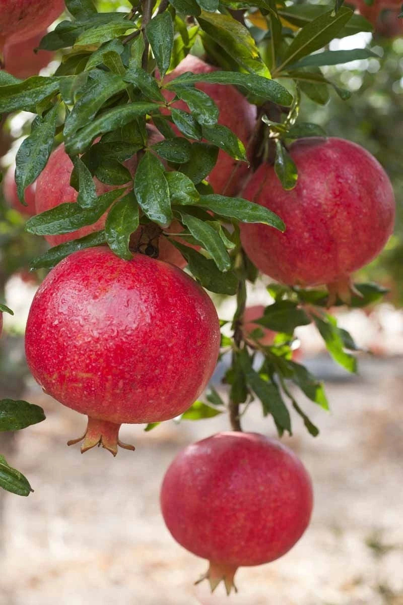100+ 'Ambrosia' Pomegranate Seeds (Punica granatum) – Elite Sweet-Fleshed Botanical Specimen (Collectors Quality)