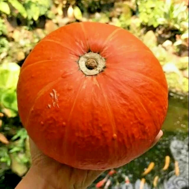Japanese Kabocha Squash Seeds (Cucurbita maxima 'Kabocha') – 50+ Premium Fresh Heirloom Sweet Japanese Pumpkin Seeds
