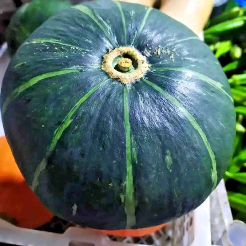 Green Kabocha Squash Seeds (Cucurbita maxima) – 100++ Premium Heirloom Sweet Japanese Pumpkin / Winter Squash Seeds