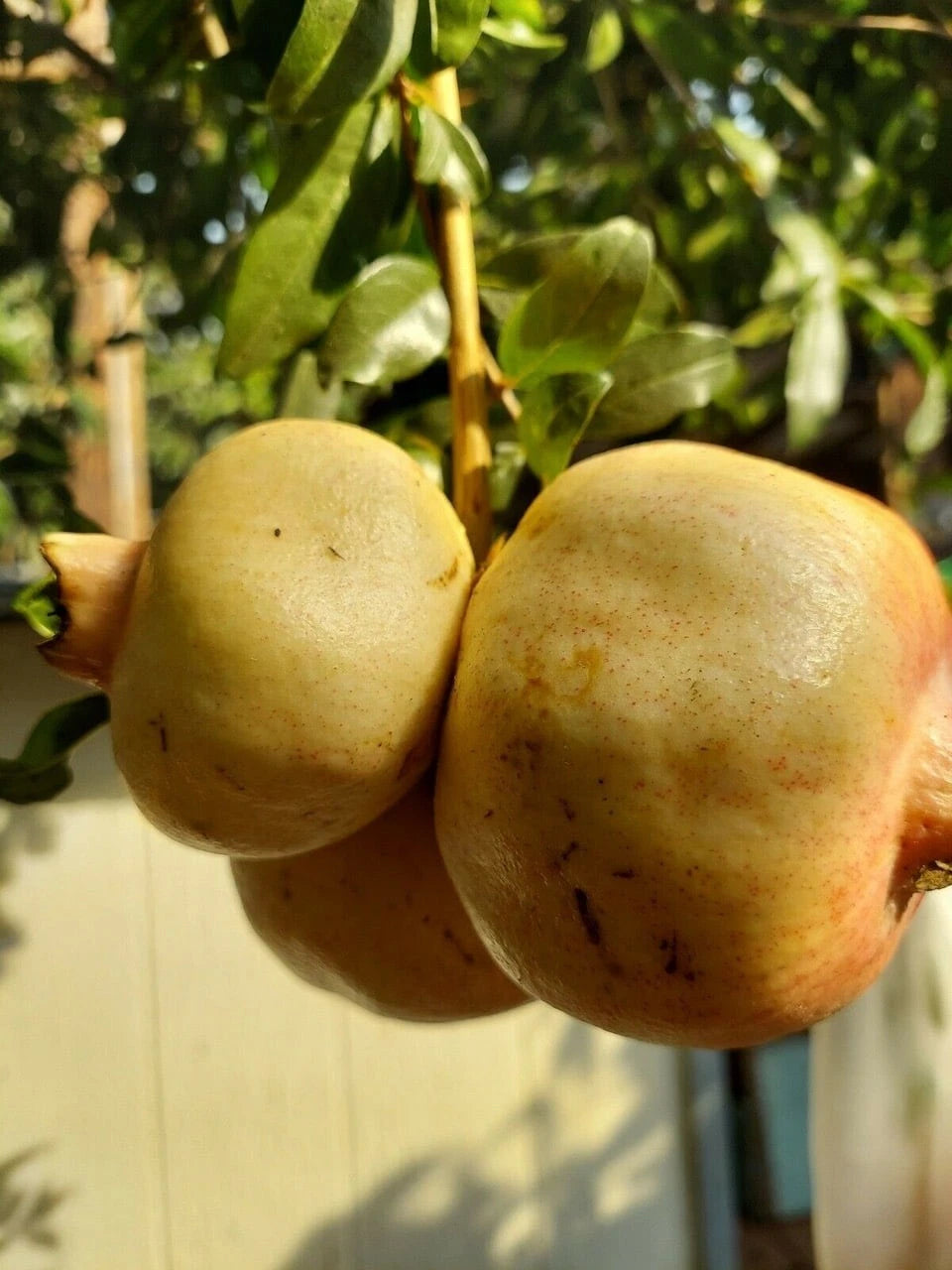 White Wonderful Pomegranate Seeds (Punica granatum) – 100 Premium White Grenadine Seeds