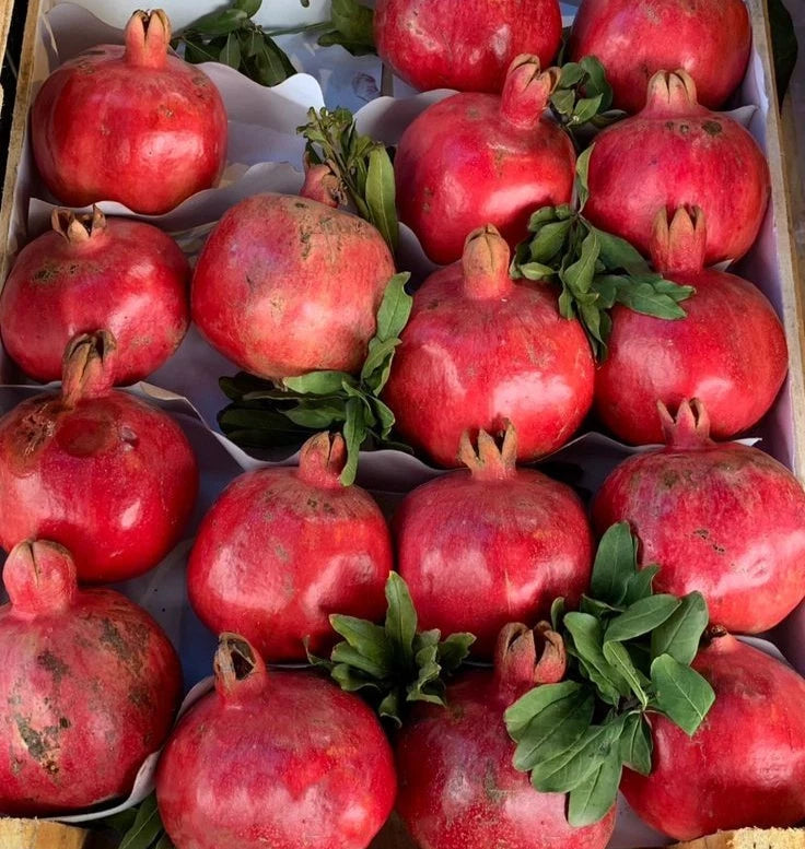 Bulk Kashmir Red Pomegranate Seeds (Punica granatum 'Kashmir Red') – 100+ Premium Fresh Rare Sweet Kashmir Red Pomegranate Seeds for Planting