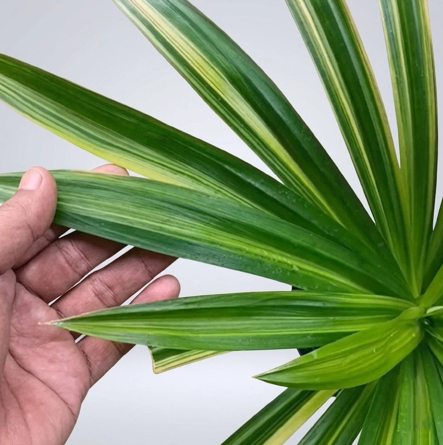Pandanus amaryllifolius Variegated – Rare Fragrant Tropical Specimen