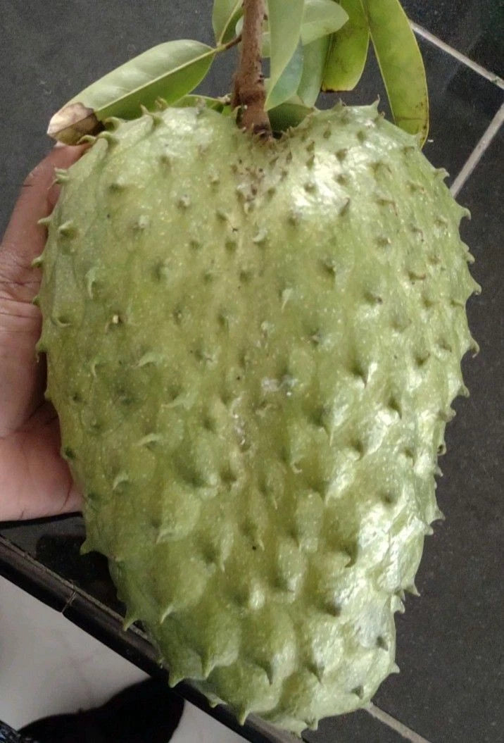 Premium Criolla Blanca Soursop Seeds (Annona muricata) – Sweet Exotic Guanabana Fruit Seeds for Planting