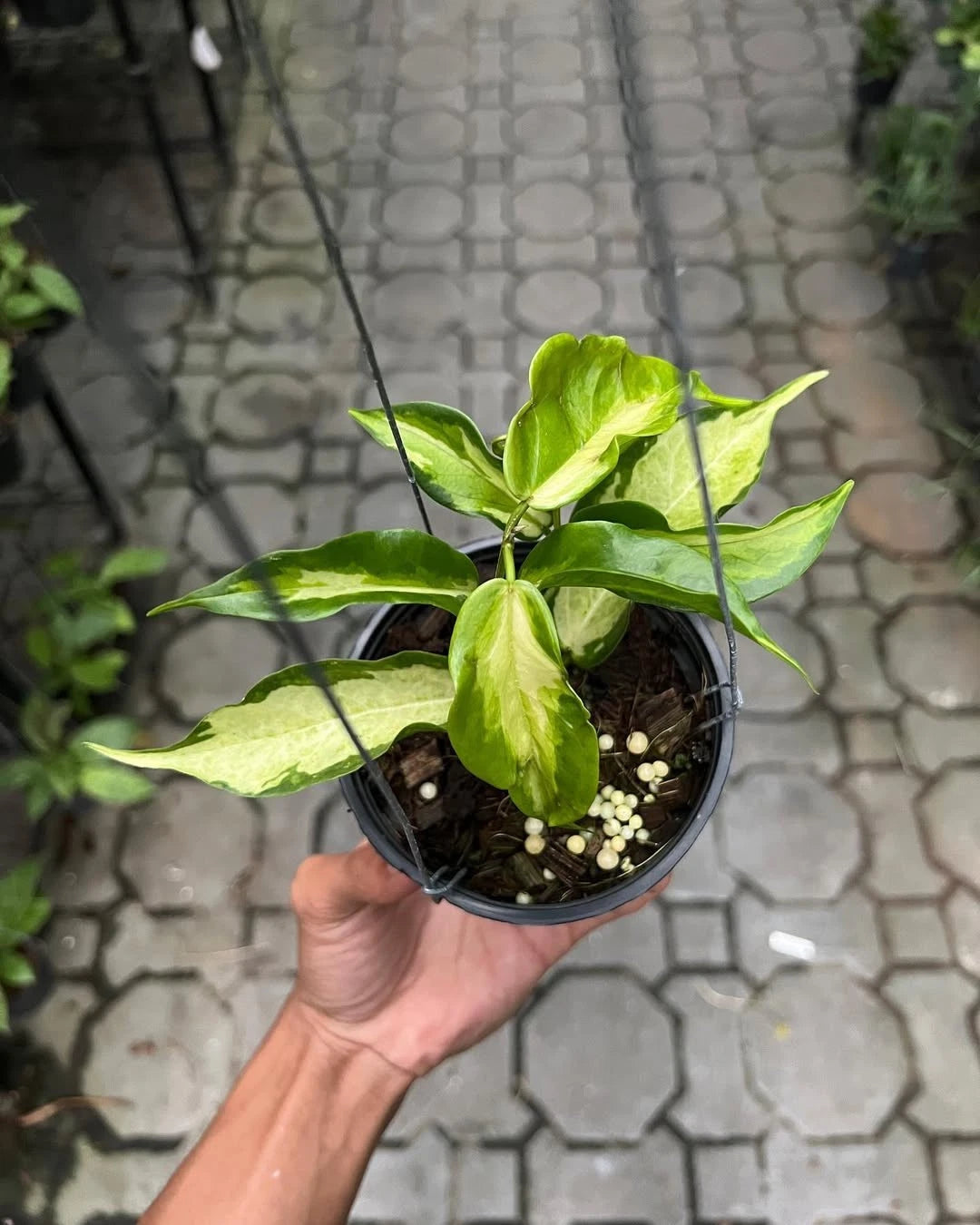 Hoya Kenejiana Albo Variegated - Rare Tropical Wax Plant