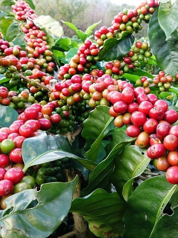 Bourbon Mayaguez (BMJ) Coffee Seeds (Coffea arabica) – 120+ Premium Coffee Beans