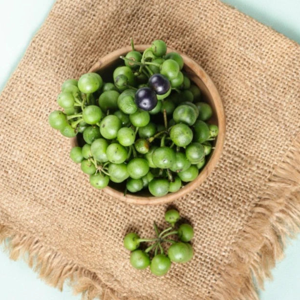 1000+ Black Nightshade Berry Seeds (Solanum nigrum) – Certified Leunca Eggplant & Solanaceae Fruit Crop Seeds for Planting